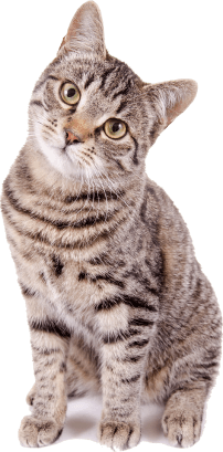 Imagem de gato com pelagem cinza