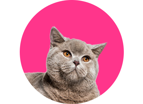 Produtos para Gatos